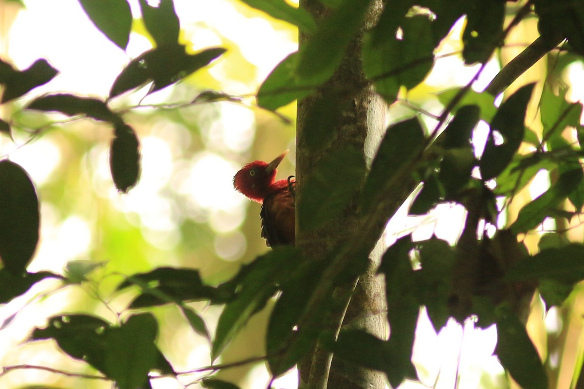 Red-necked Woodpecker - ML555214011