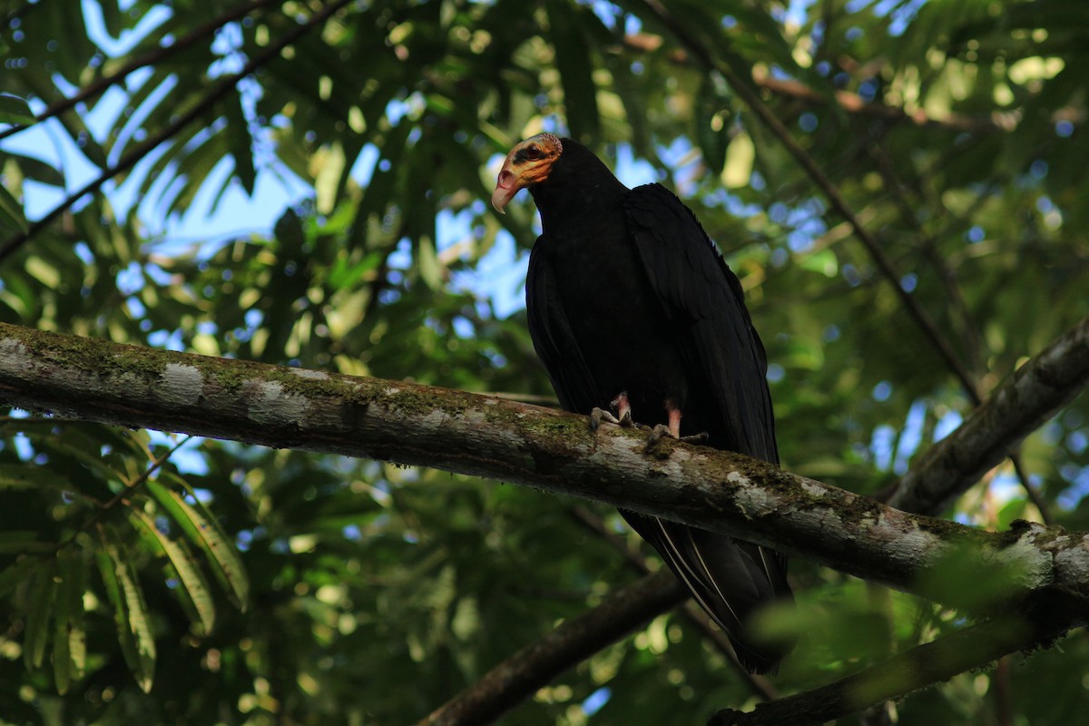 Greater Yellow-headed Vulture - ML555214611
