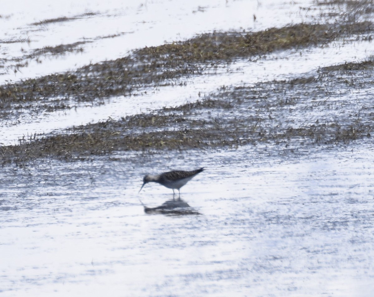 Lesser Yellowlegs - ML555215081