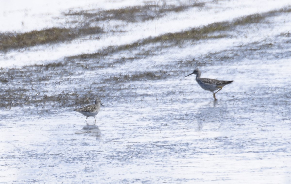 Lesser Yellowlegs - ML555215091