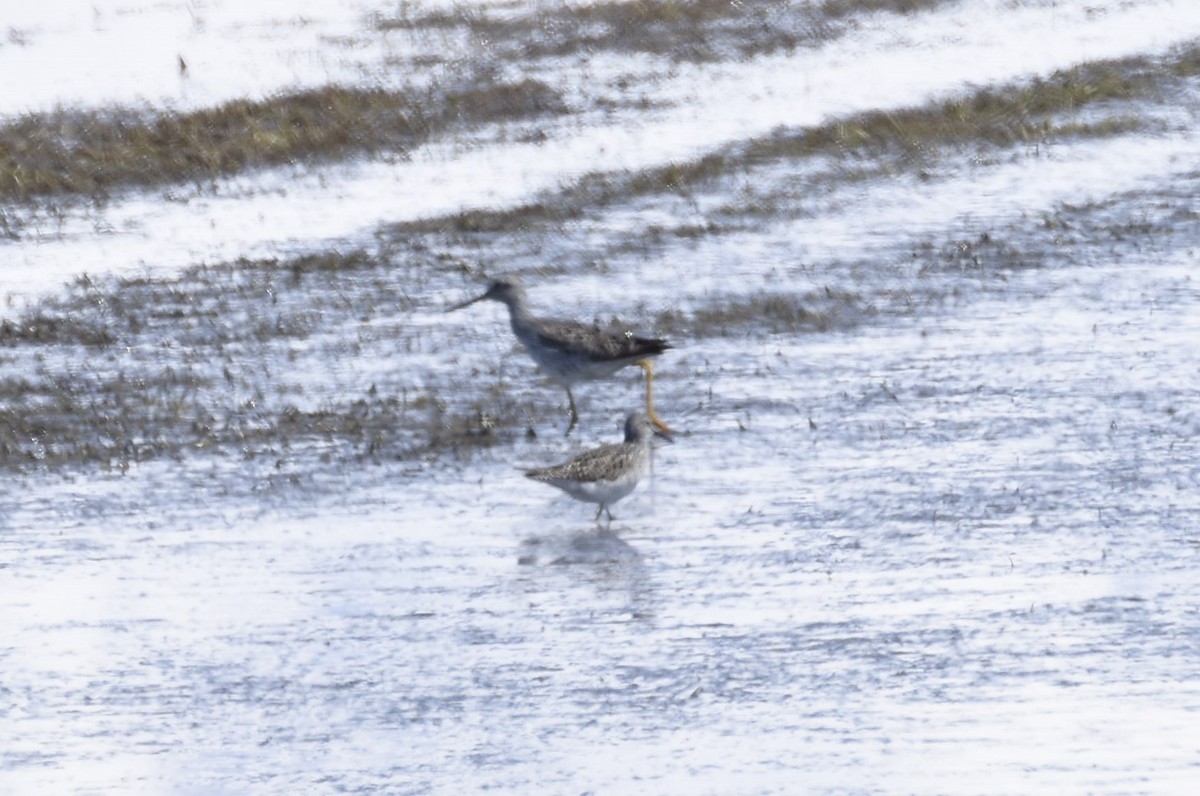 Lesser Yellowlegs - Eric Bingham