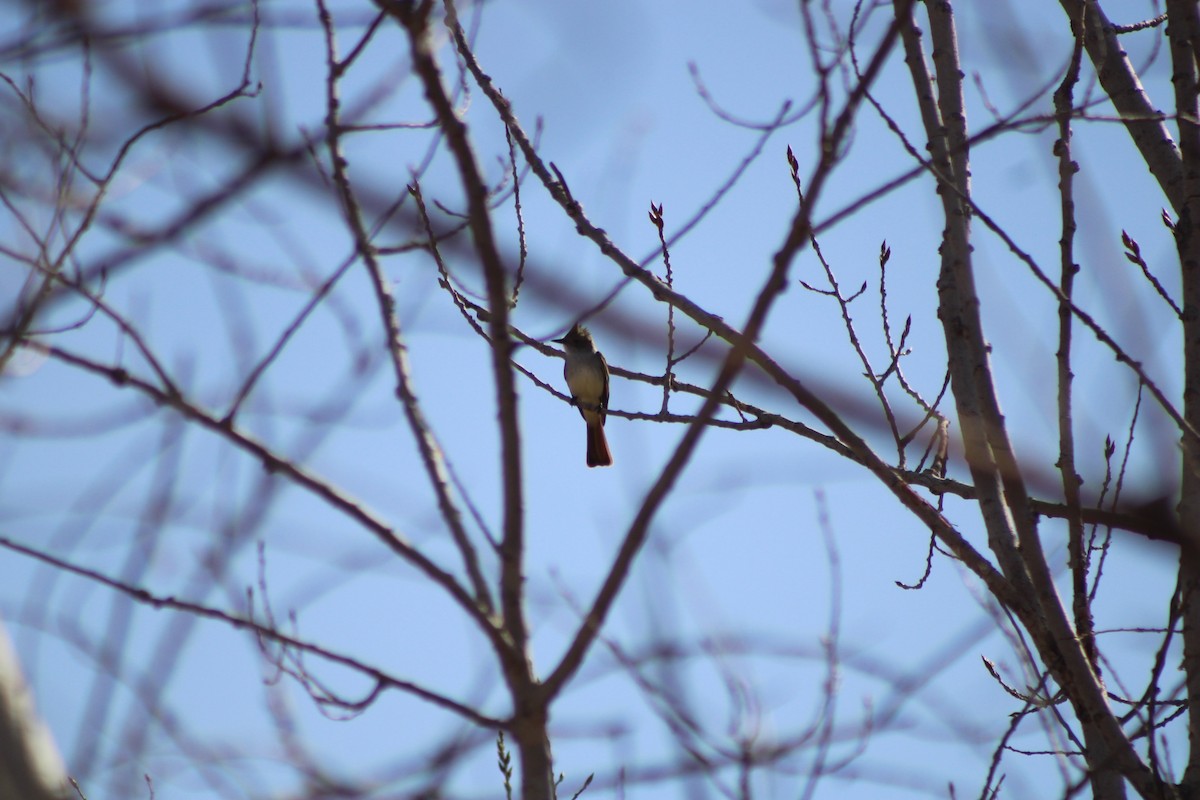 Great Crested Flycatcher - ML555215761