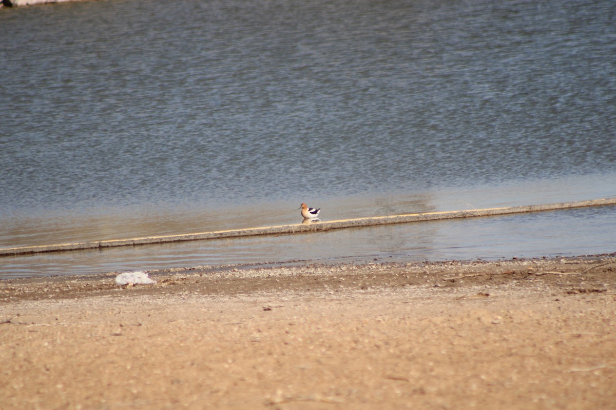 Avocette d'Amérique - ML555215861