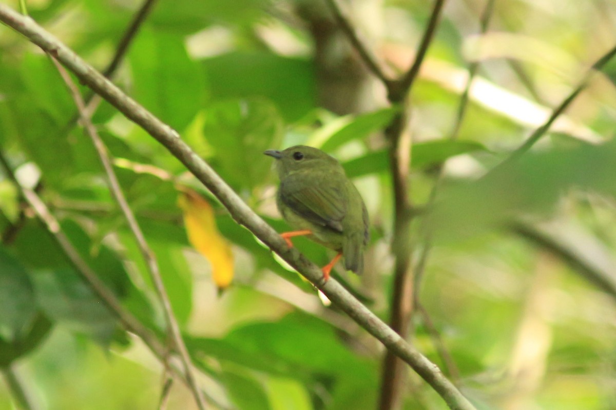 White-bearded Manakin - ML555216251