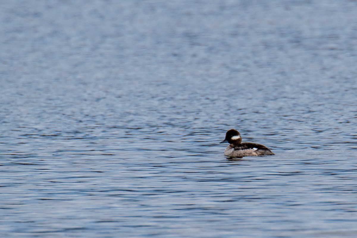 Bufflehead - ML555216771