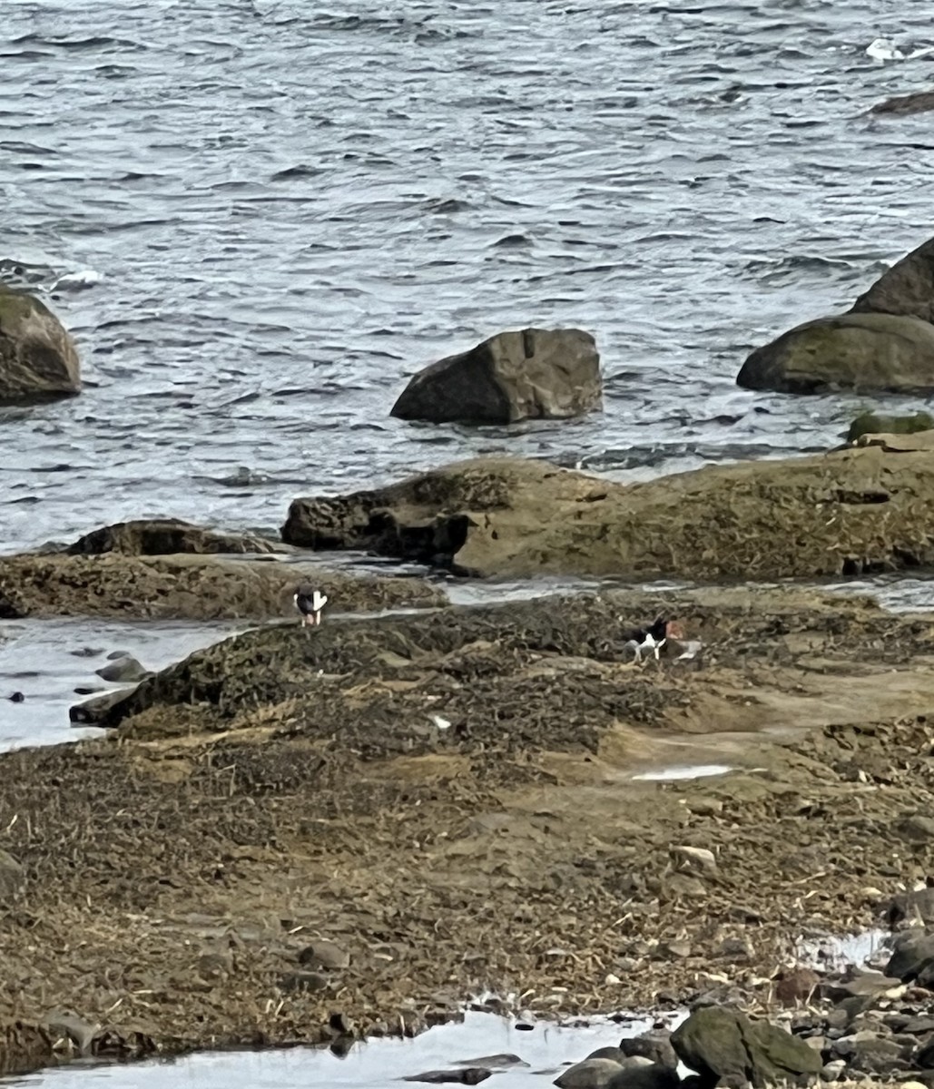 American Oystercatcher - ML555217881