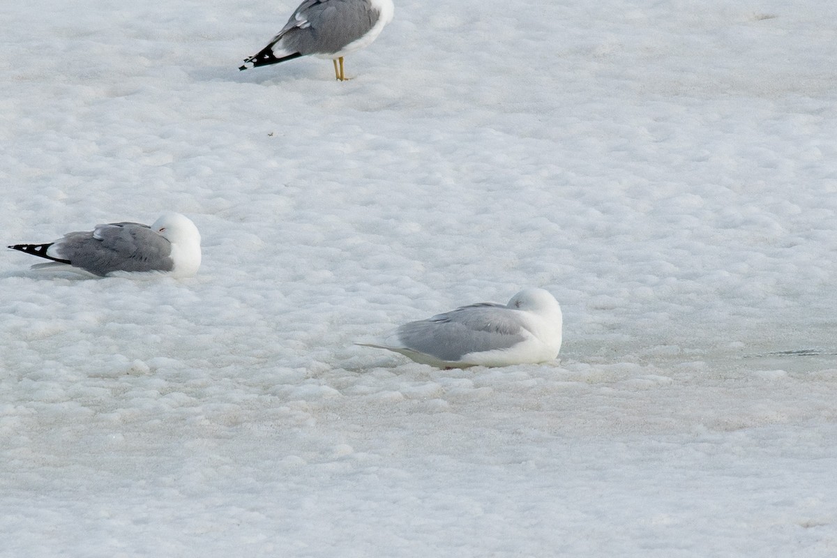 Glaucous Gull - ML555217921