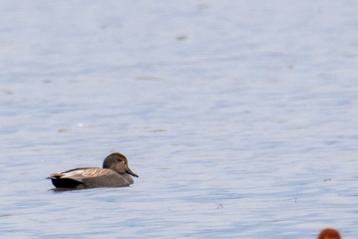 Gadwall - ML555219261