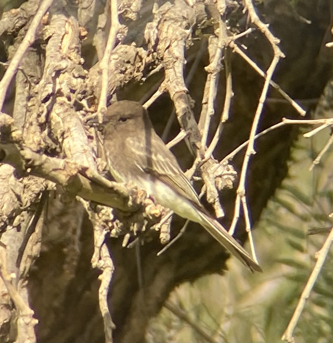 Black Phoebe - ML555219611