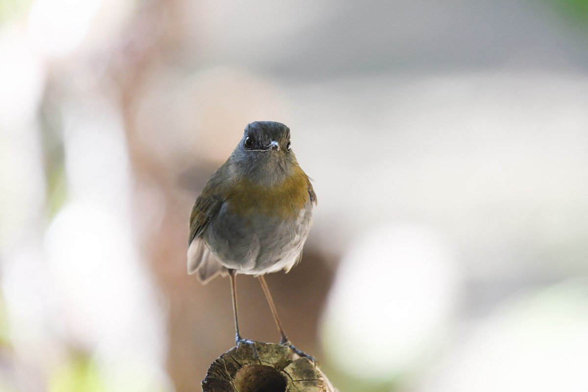 Black-billed Nightingale-Thrush - ML555220181