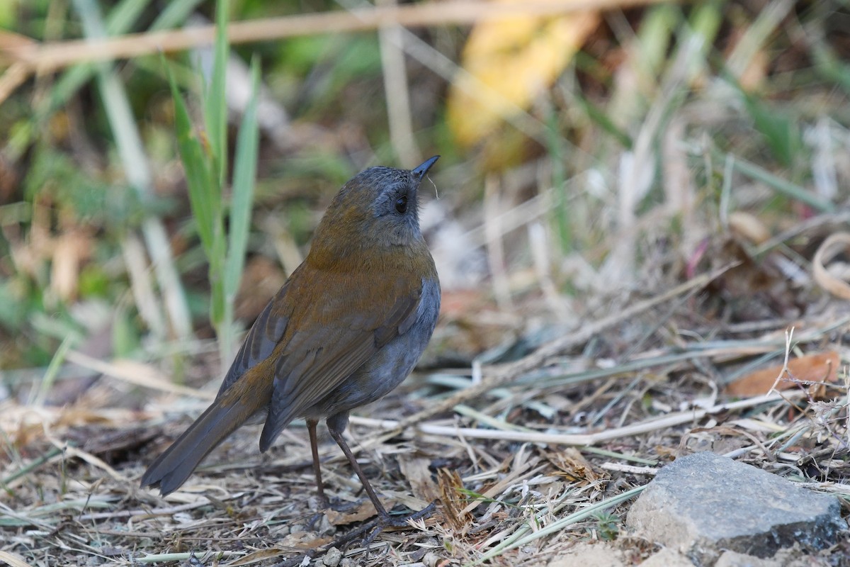 Black-billed Nightingale-Thrush - ML555220591