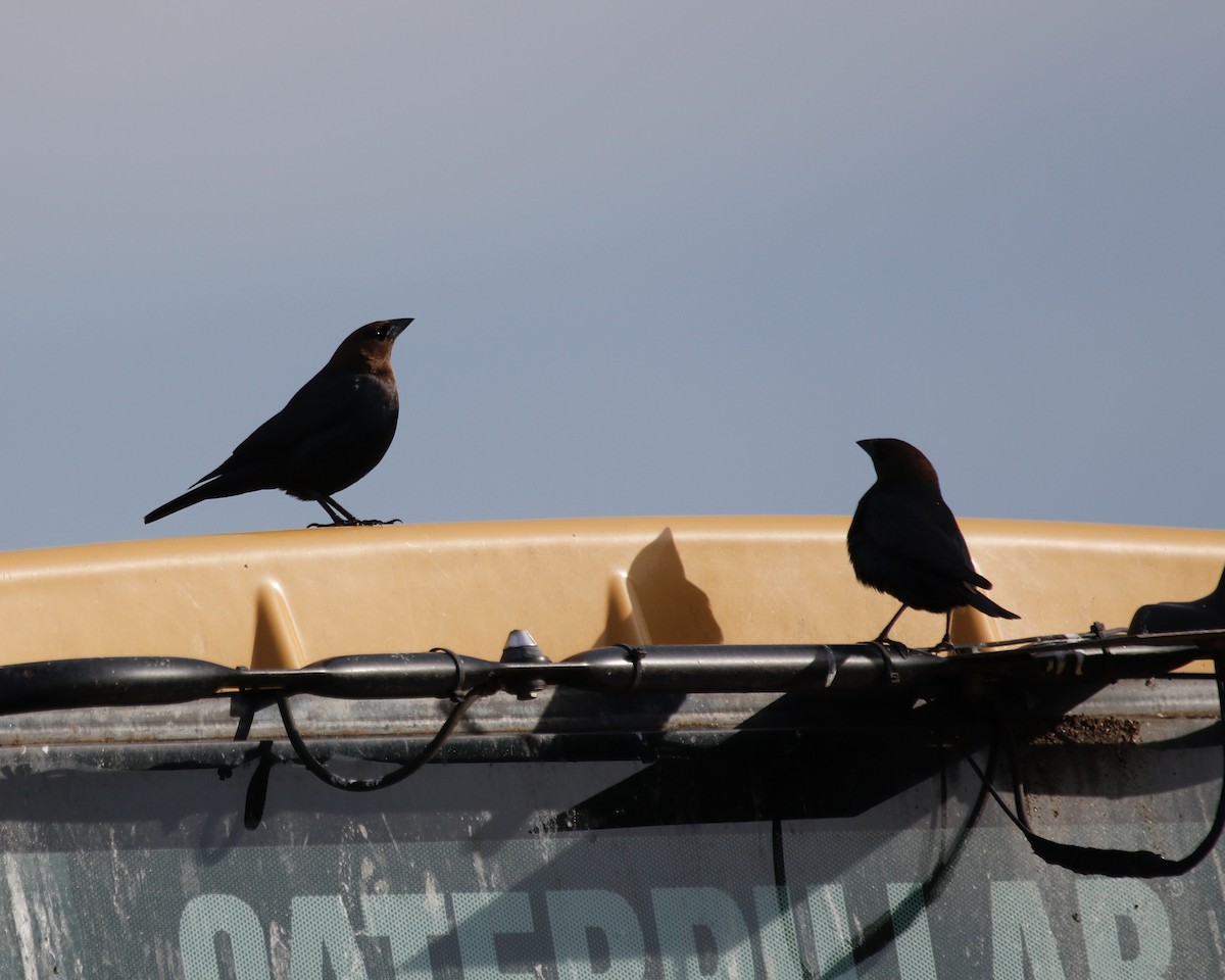 Brown-headed Cowbird - ML555221051