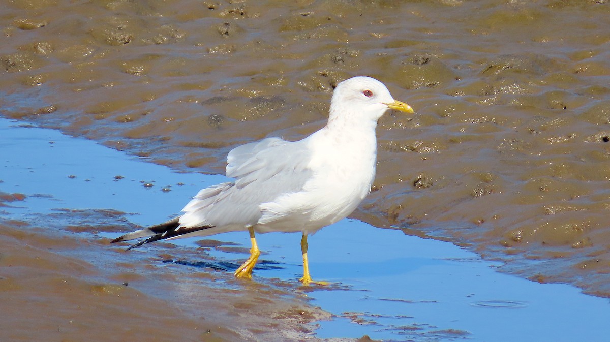 Short-billed Gull - Hannah Floyd