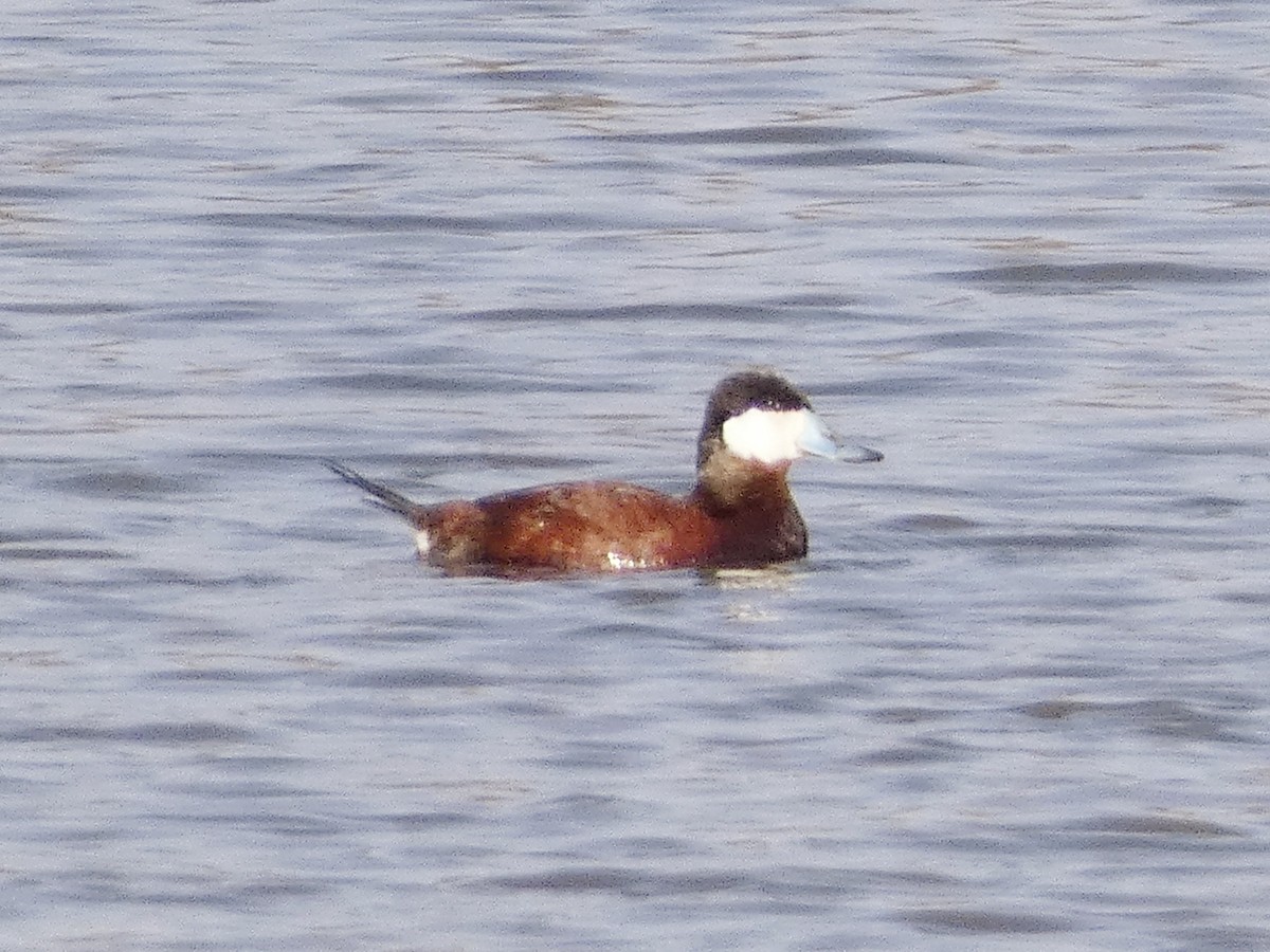 Ruddy Duck - ML555225191