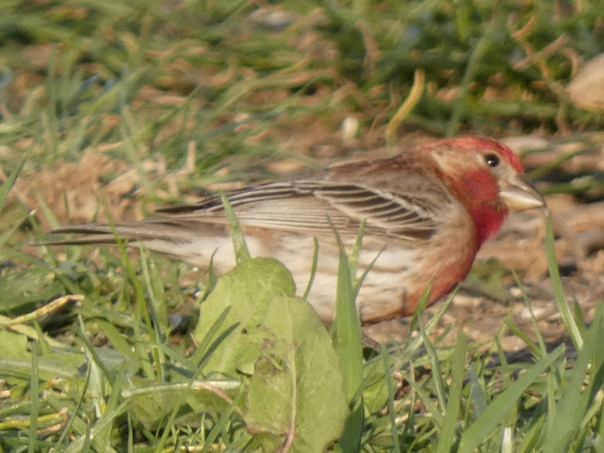 House Finch - ML555225761