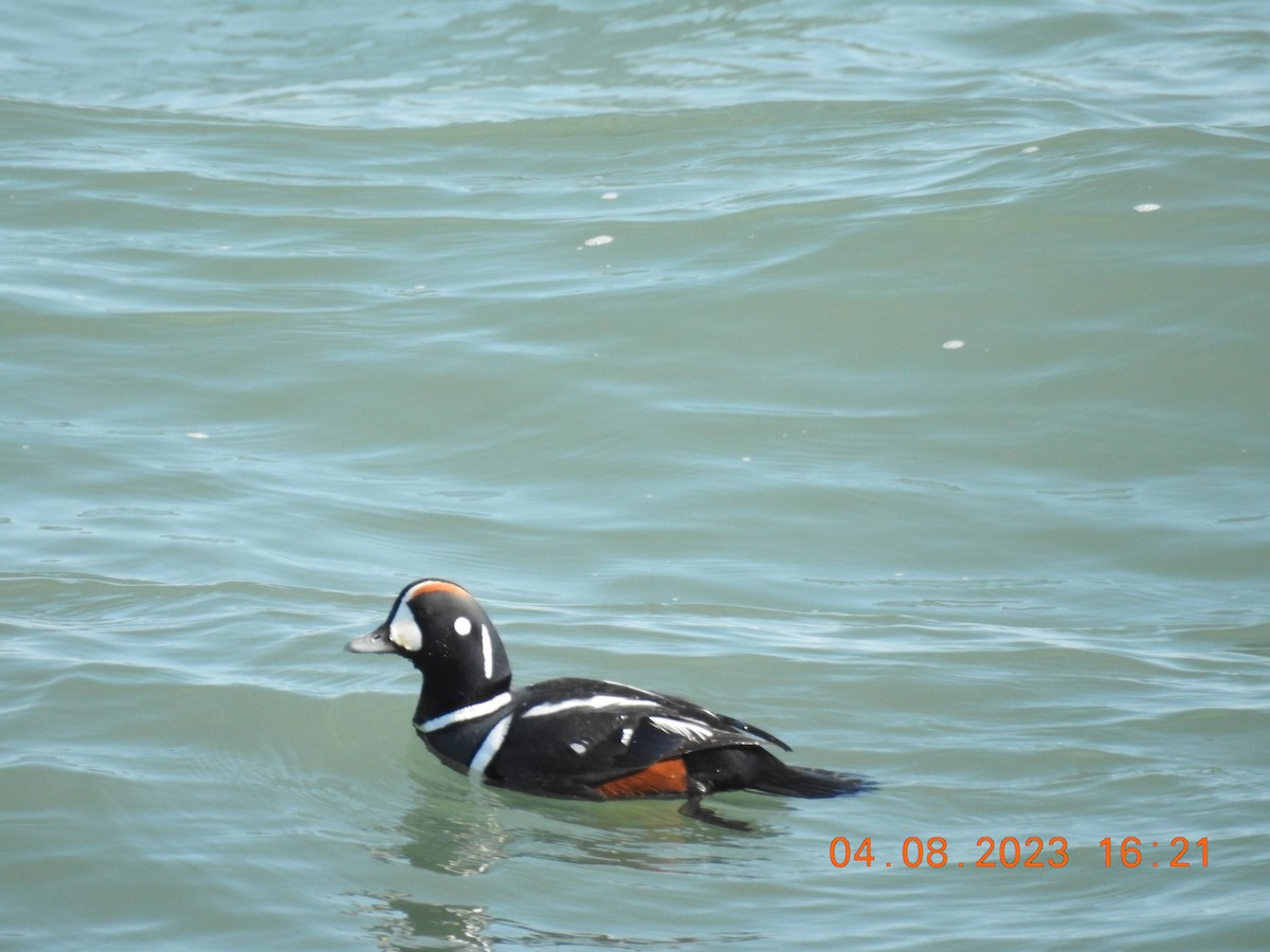 Harlequin Duck - ML555226051