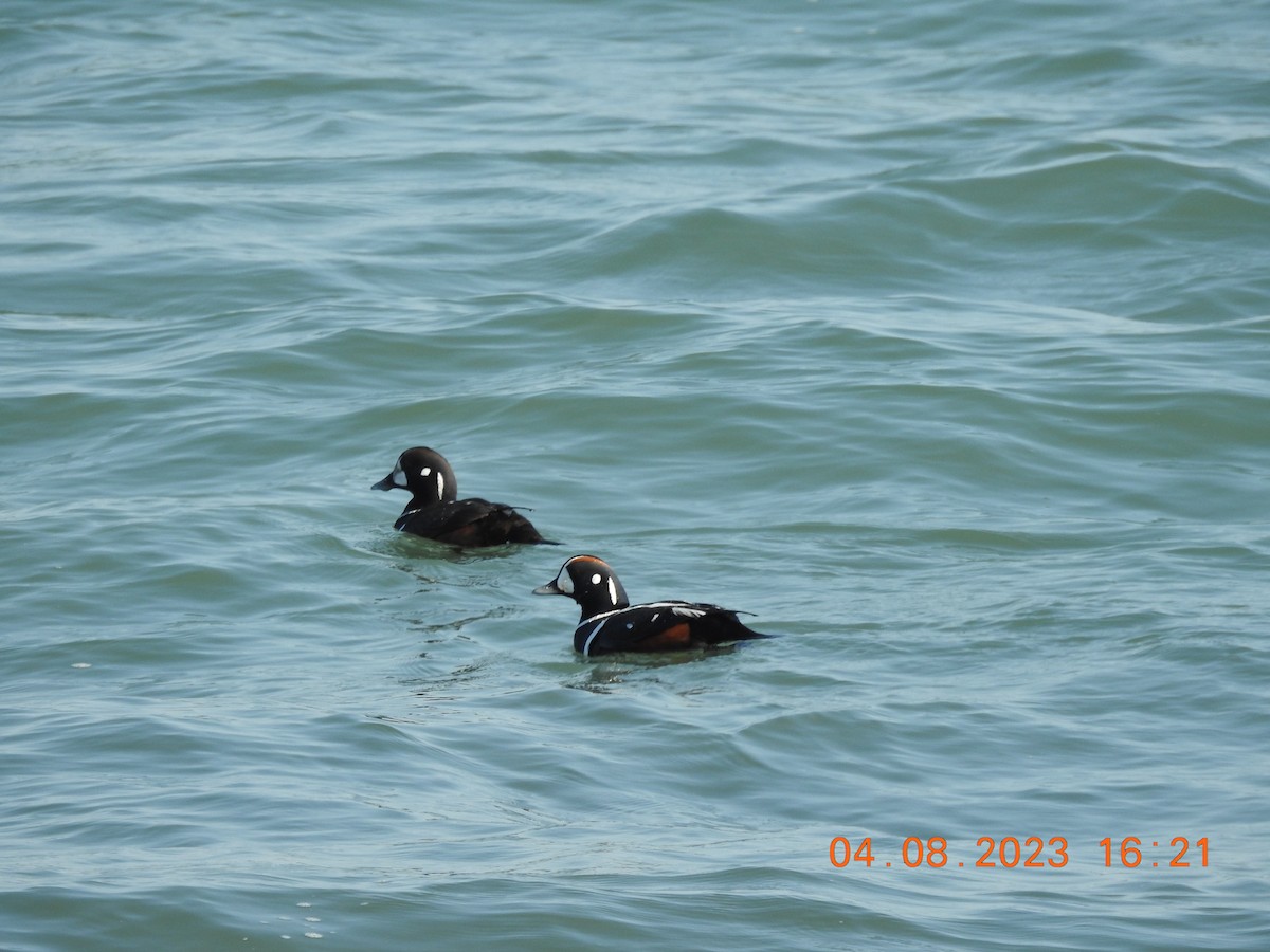 Harlequin Duck - ML555226061