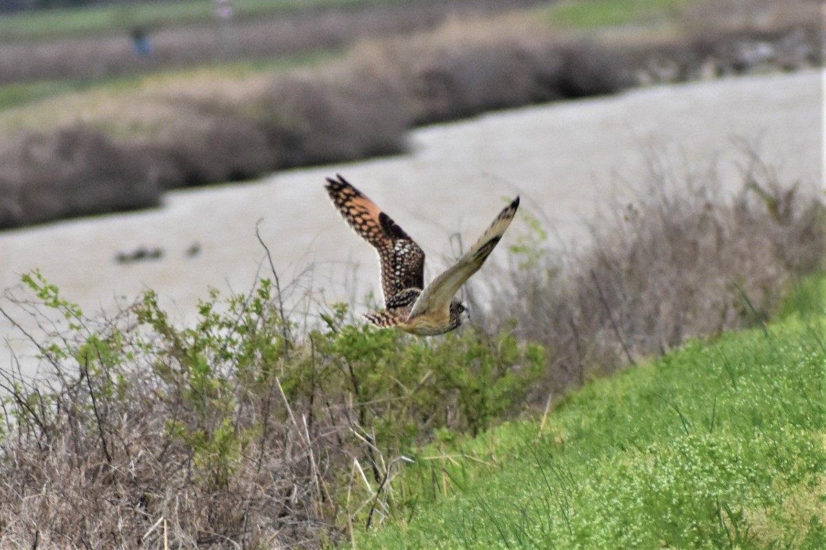 Short-eared Owl - ML555226121