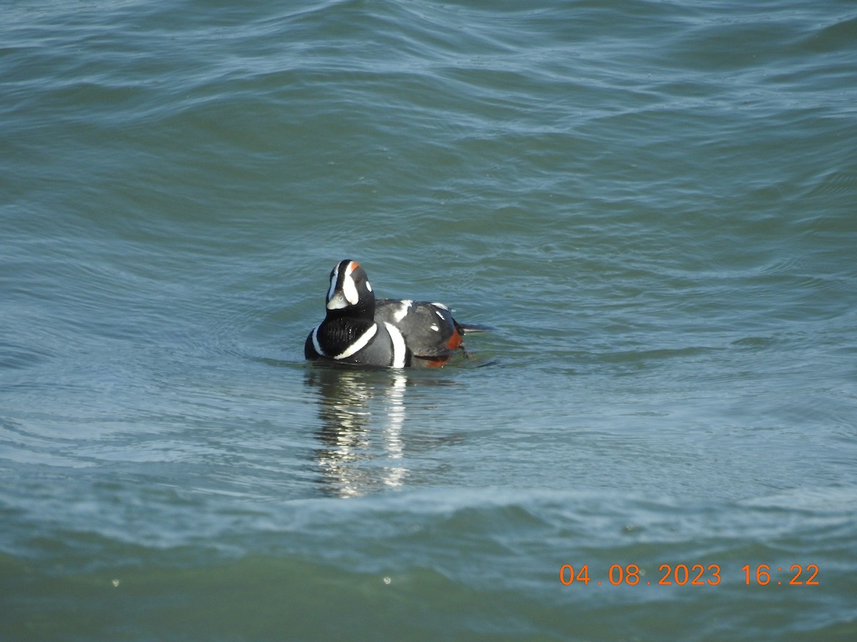 Harlequin Duck - ML555226491