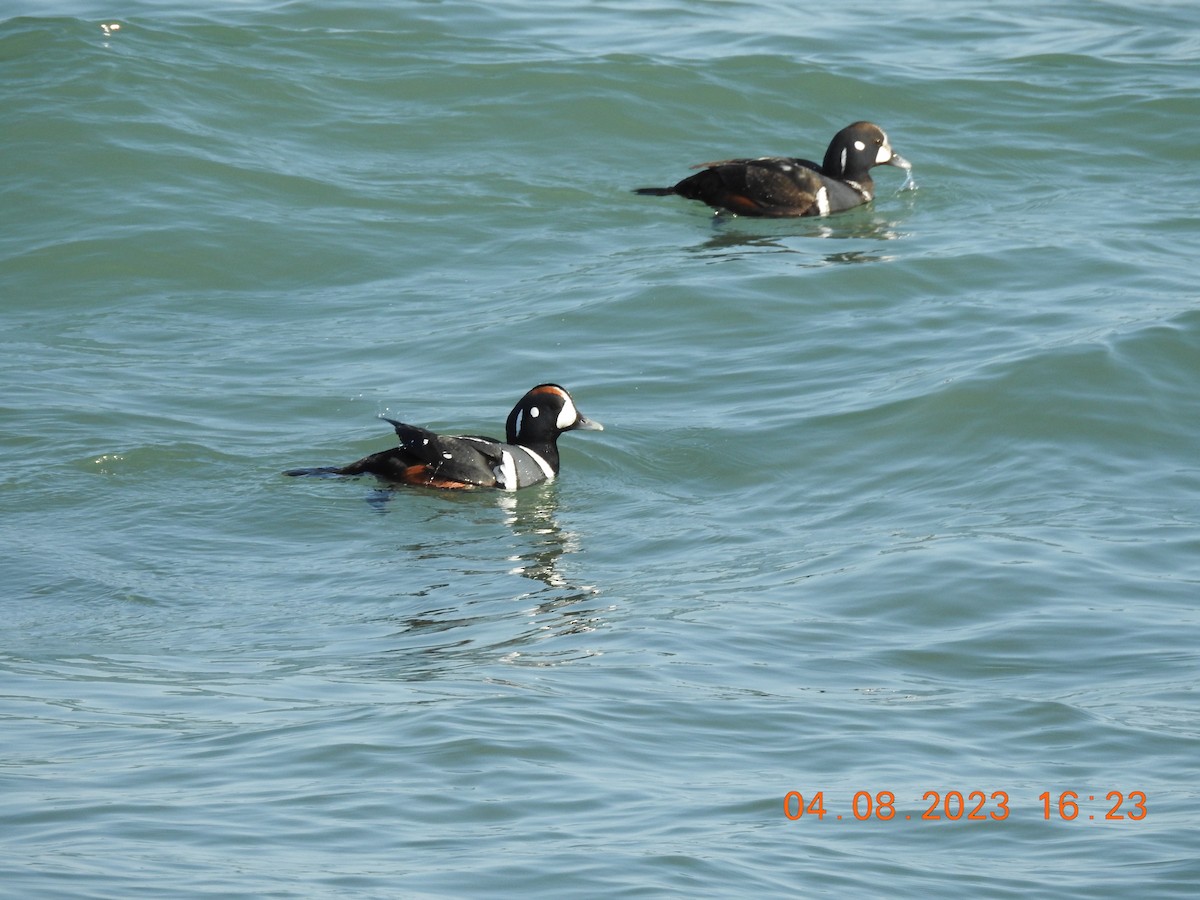 Harlequin Duck - ML555226621
