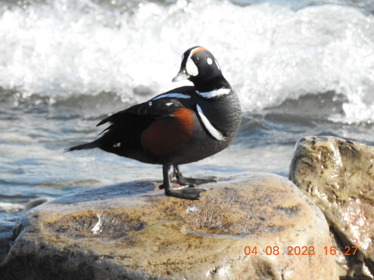 Harlequin Duck - ML555226631