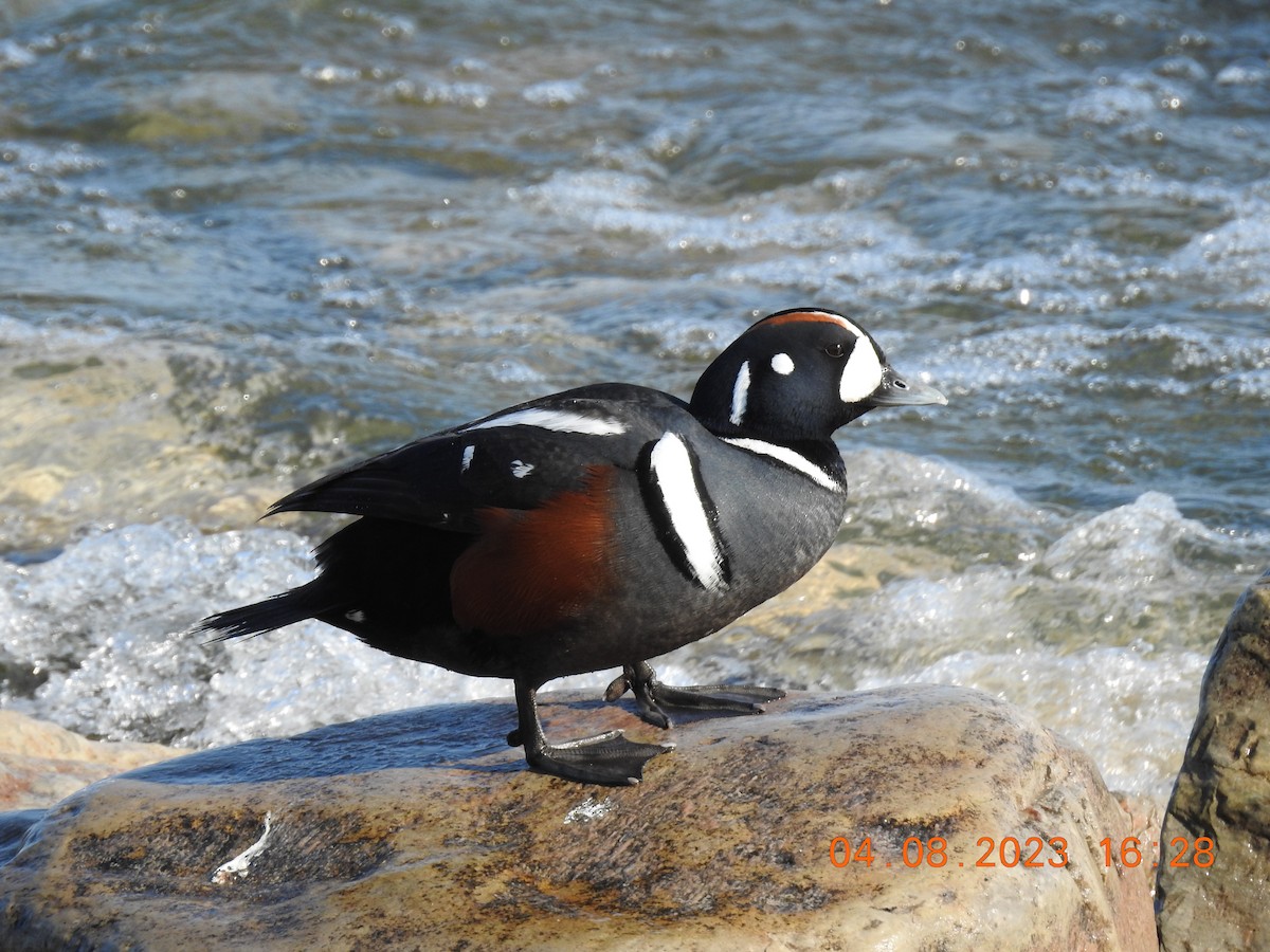 Harlequin Duck - ML555226771