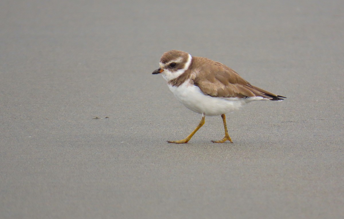 Semipalmated Plover - ML555226811