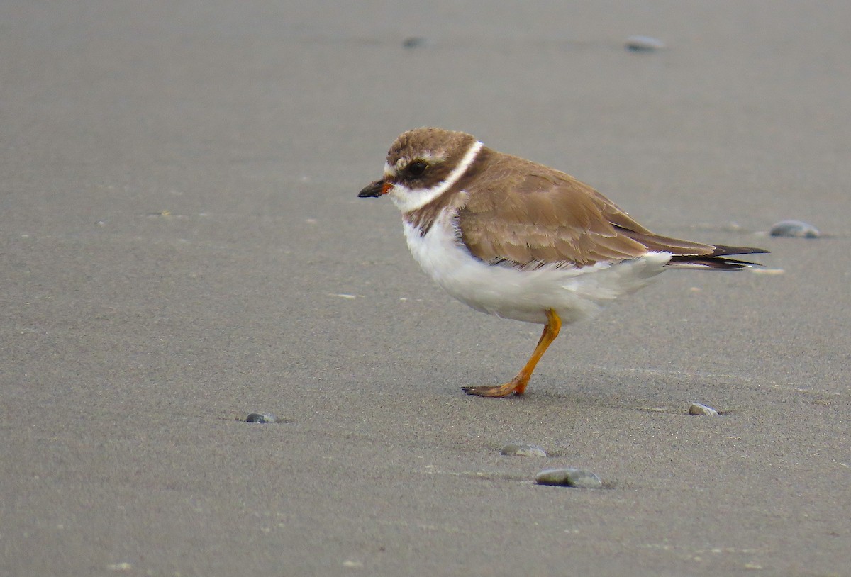 Semipalmated Plover - ML555226881