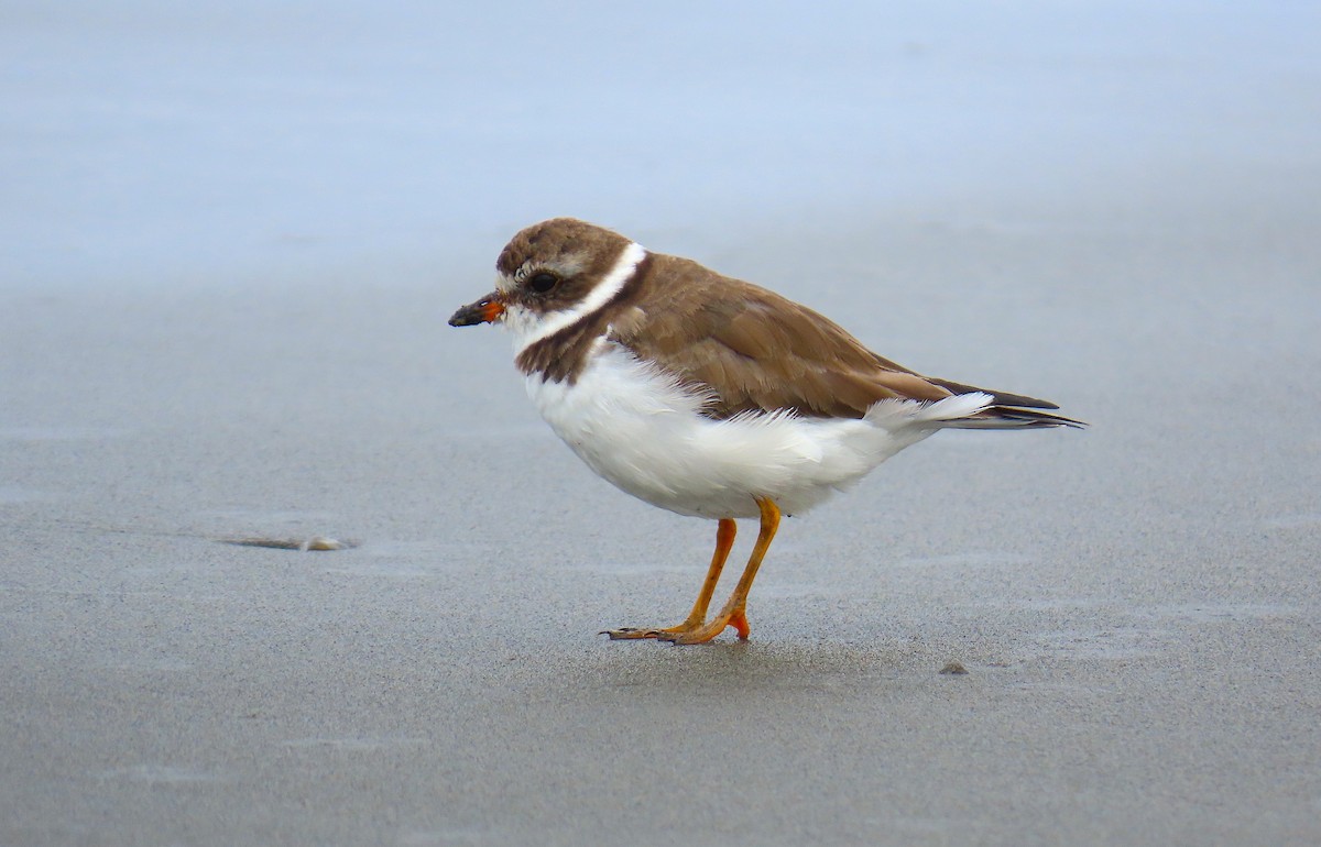 Semipalmated Plover - ML555226901