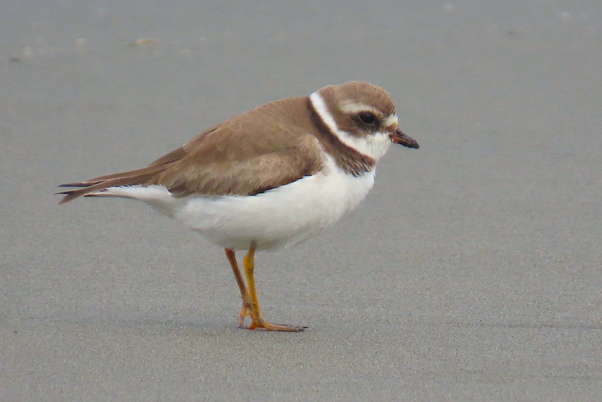 Semipalmated Plover - ML555227001