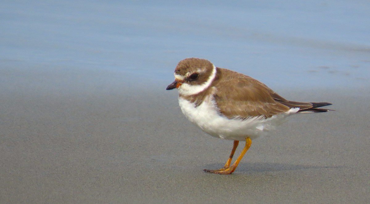 Semipalmated Plover - ML555227171