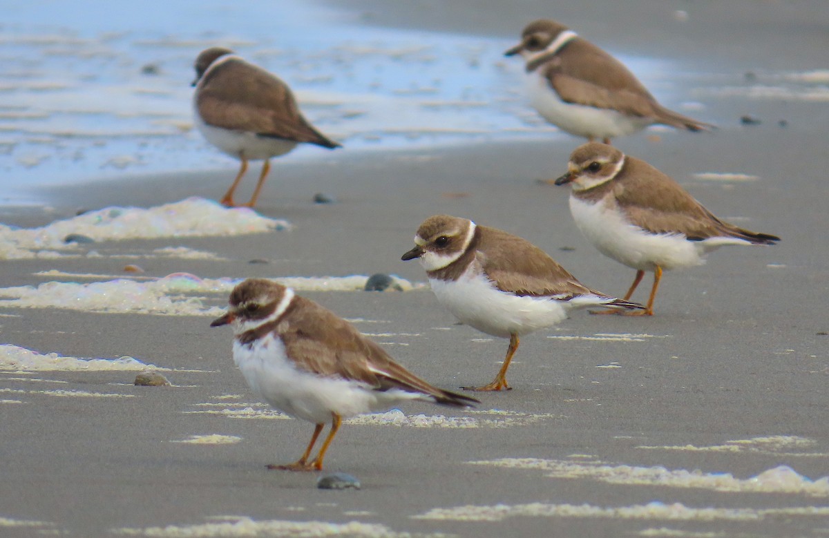Semipalmated Plover - ML555227321
