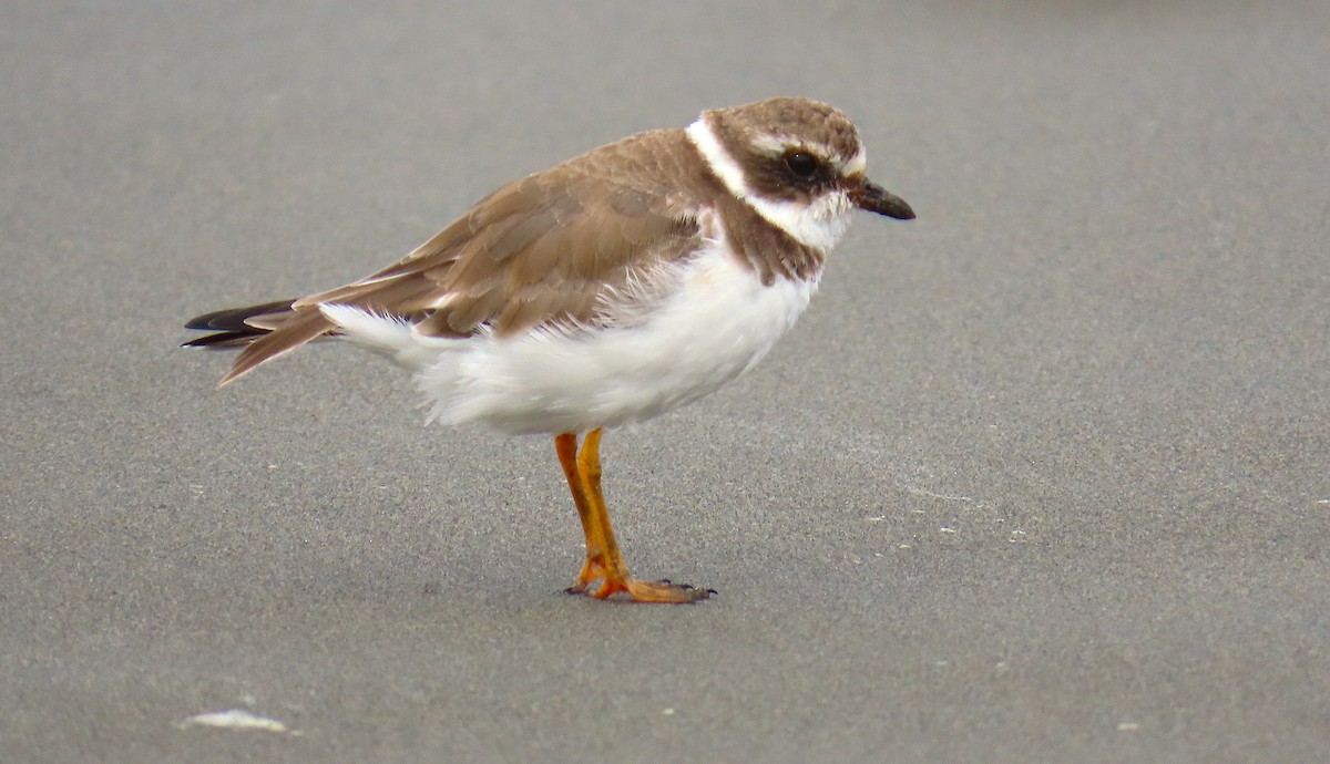 Semipalmated Plover - ML555227381