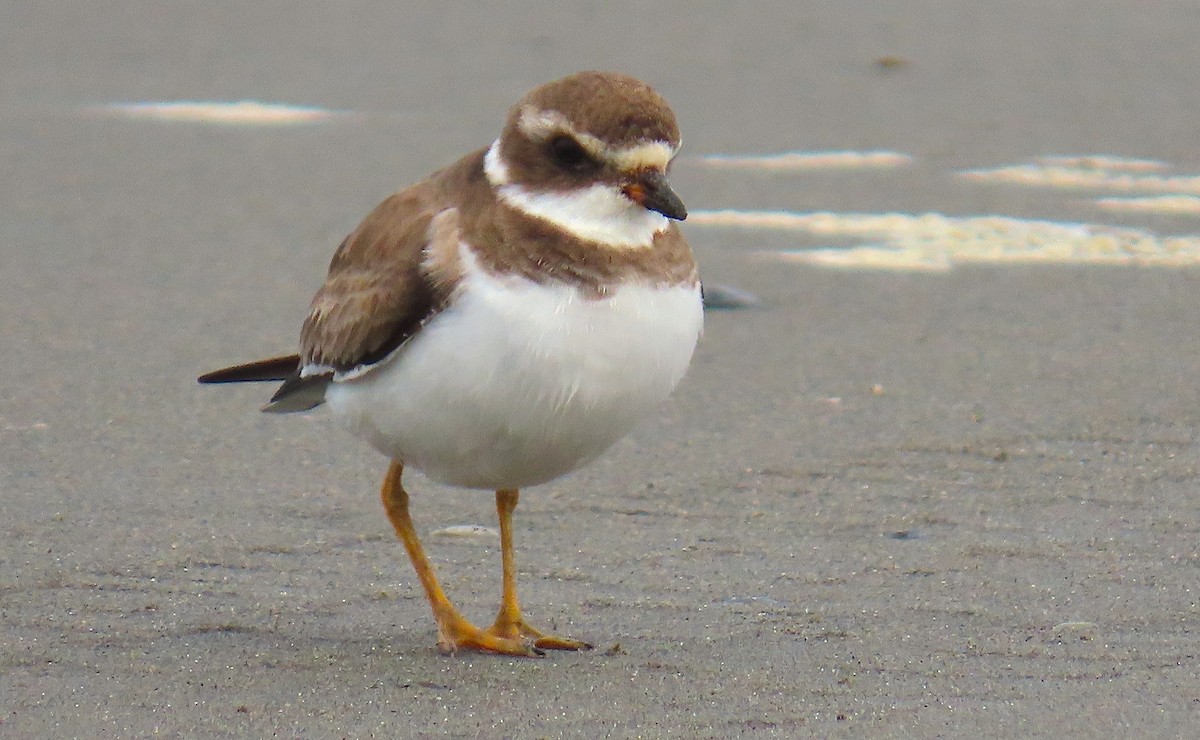 Semipalmated Plover - ML555227441