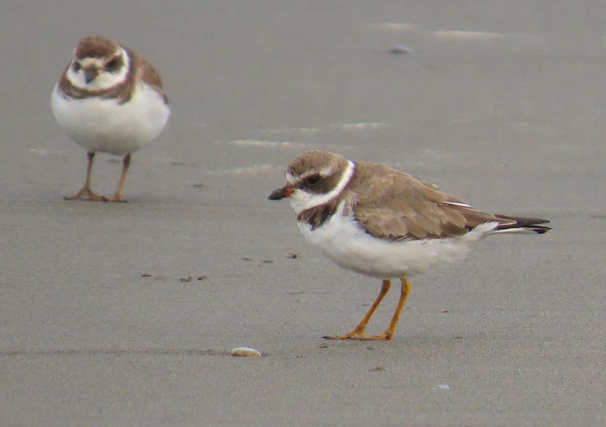 Semipalmated Plover - ML555227541