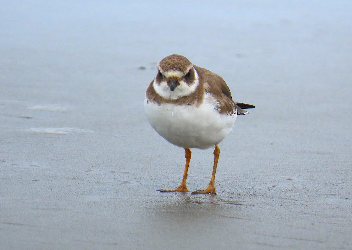 Semipalmated Plover - ML555227881