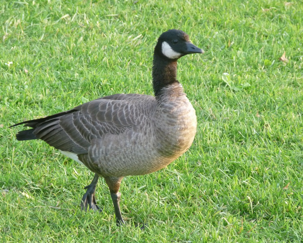 Cackling Goose (minima) - ML555228261