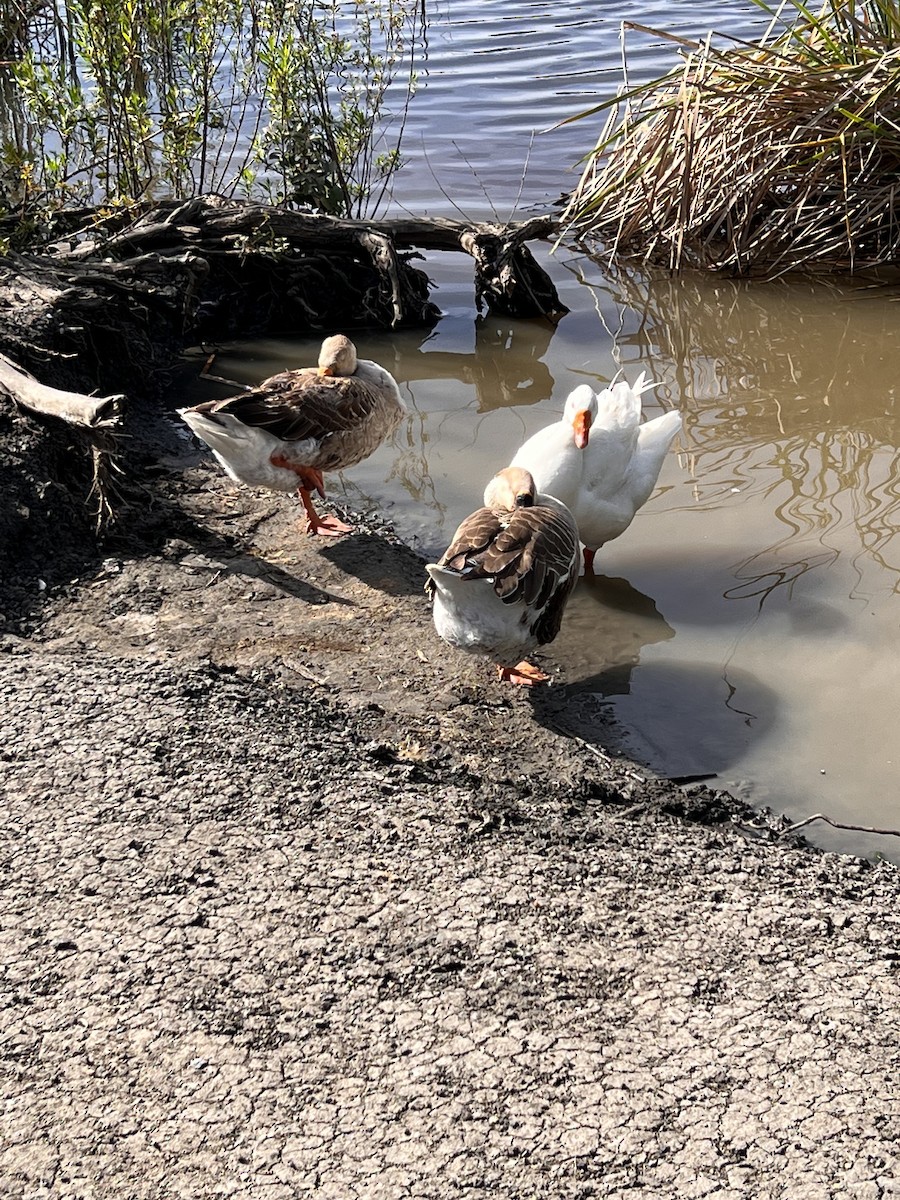 Graylag Goose (Domestic type) - ML555229211