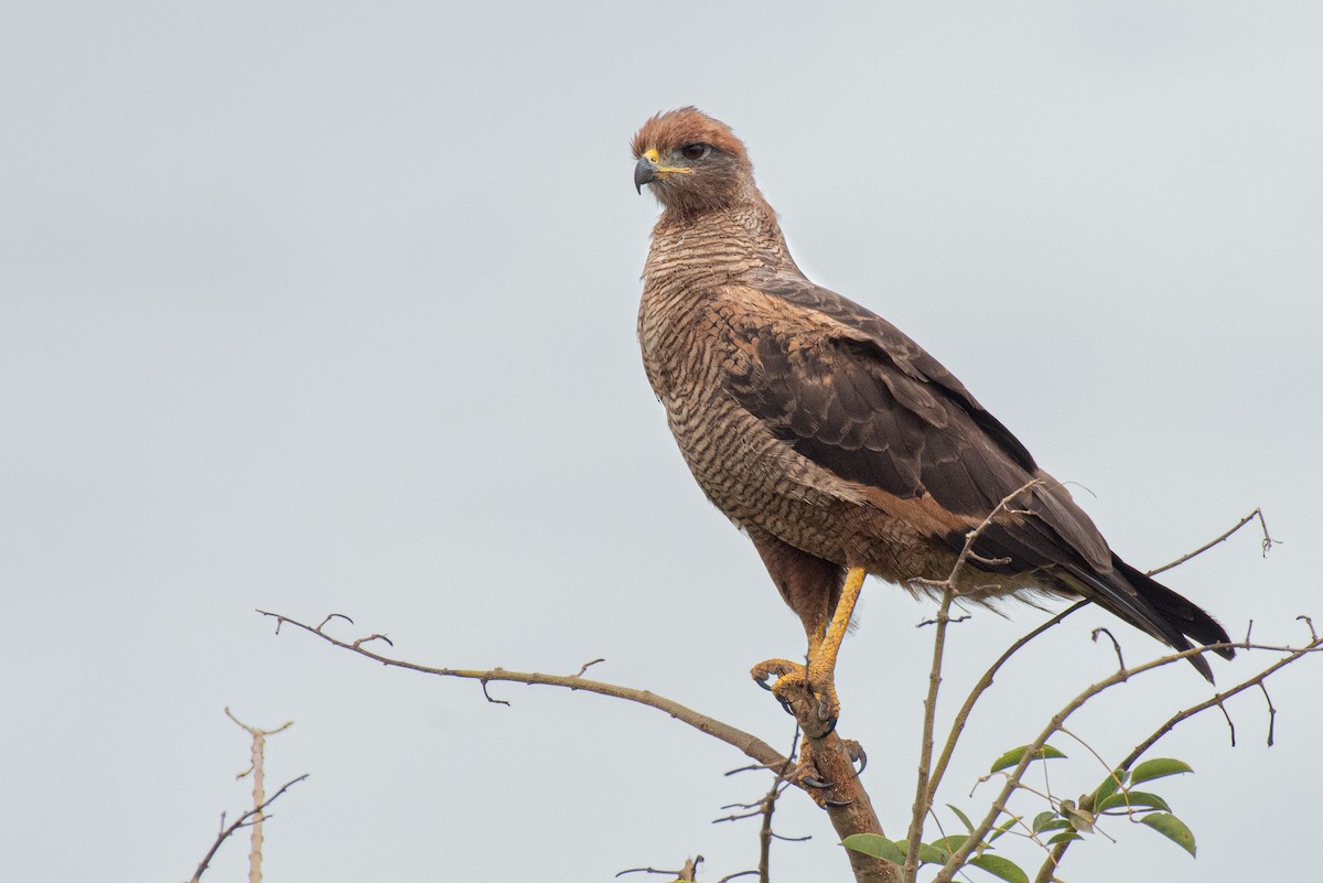 Savanna Hawk - Fernando Vidal Volpe