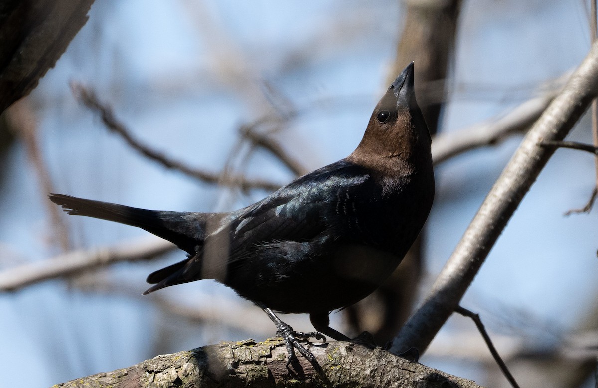 Brown-headed Cowbird - HENGCHENG YU