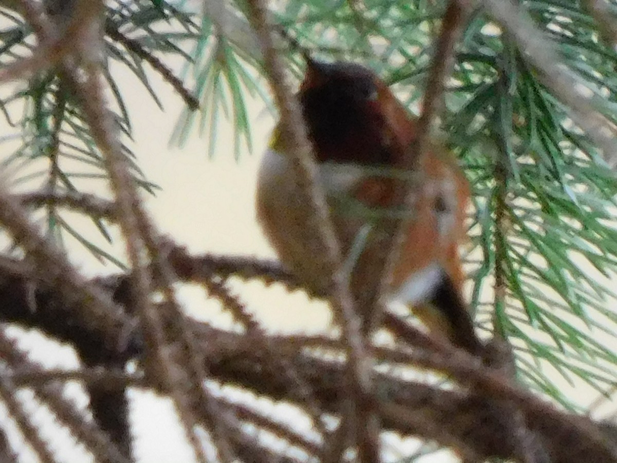 Rufous Hummingbird - ML555235381