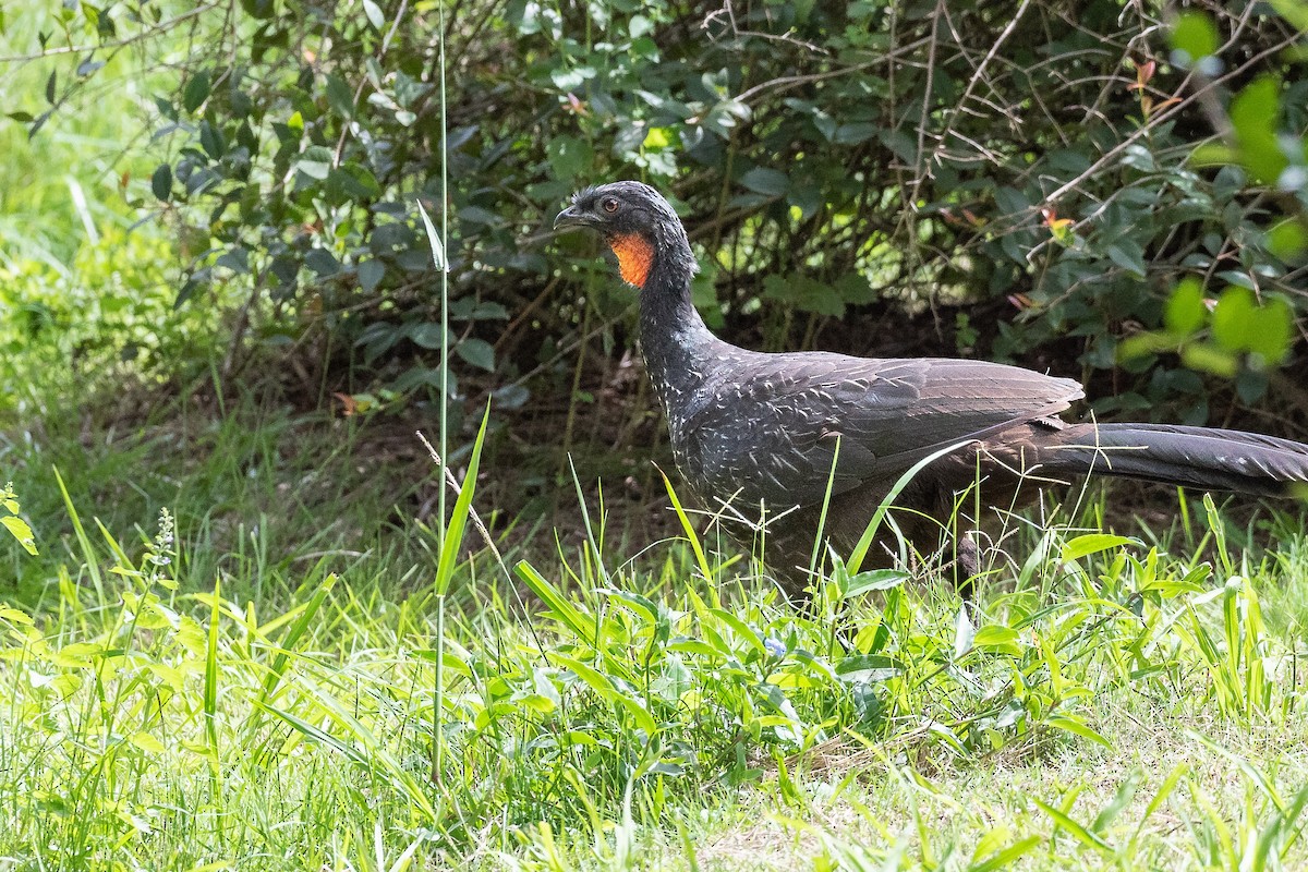 Dusky-legged Guan - ML555235881