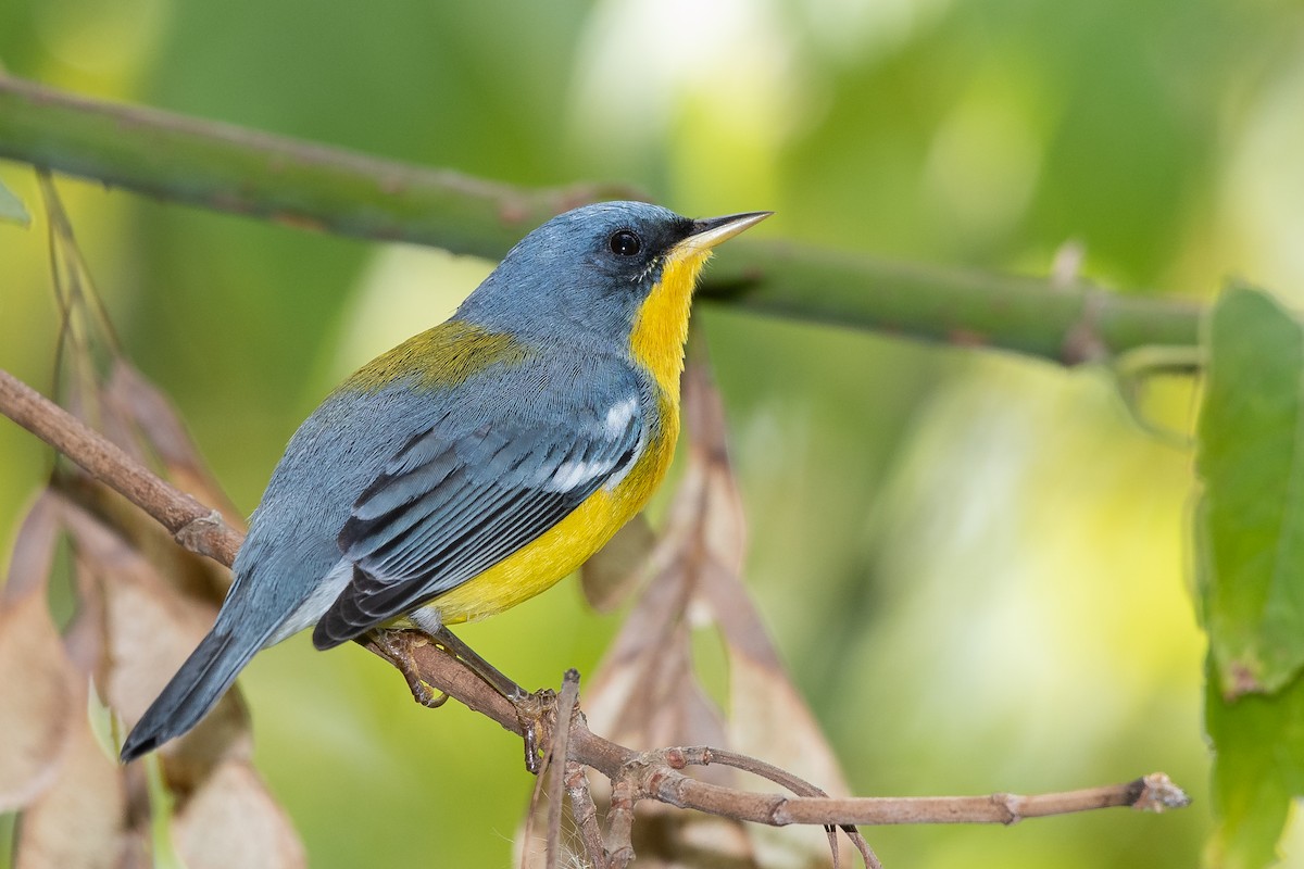 Tropical Parula - ML555236101