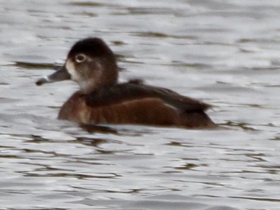 Ring-necked Duck - Wendy Feltham