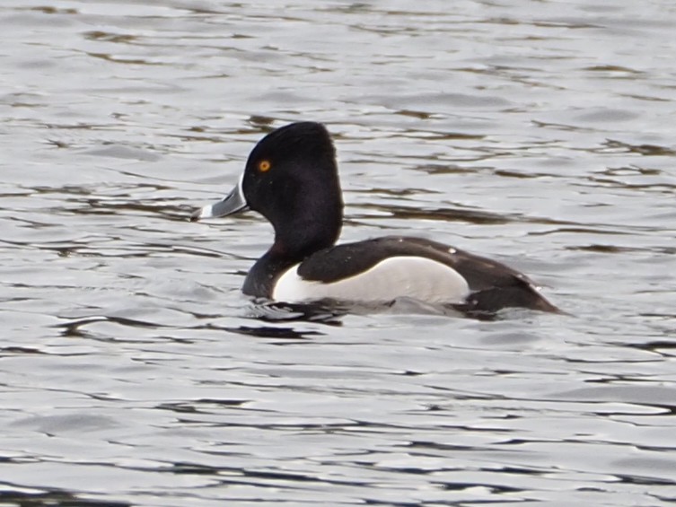 Ring-necked Duck - Wendy Feltham