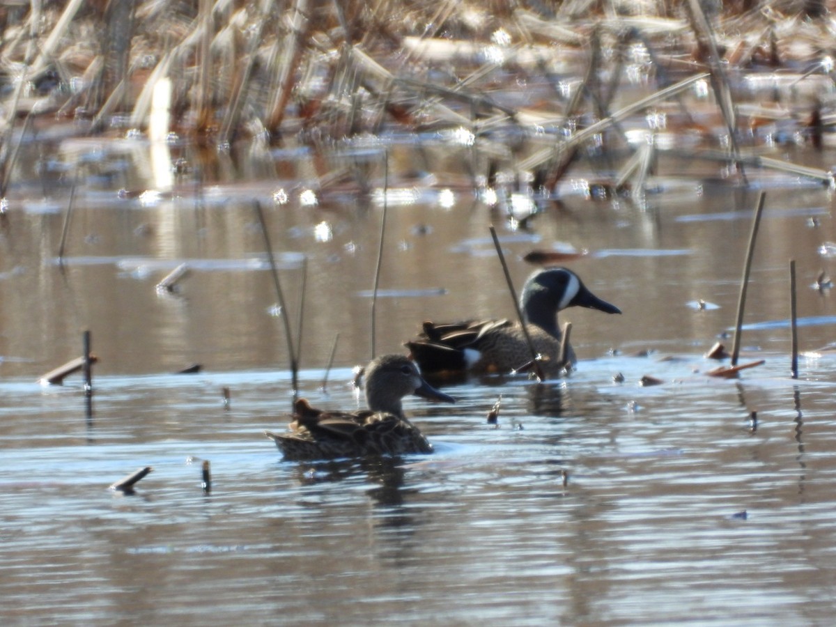 Blue-winged Teal - ML555237081