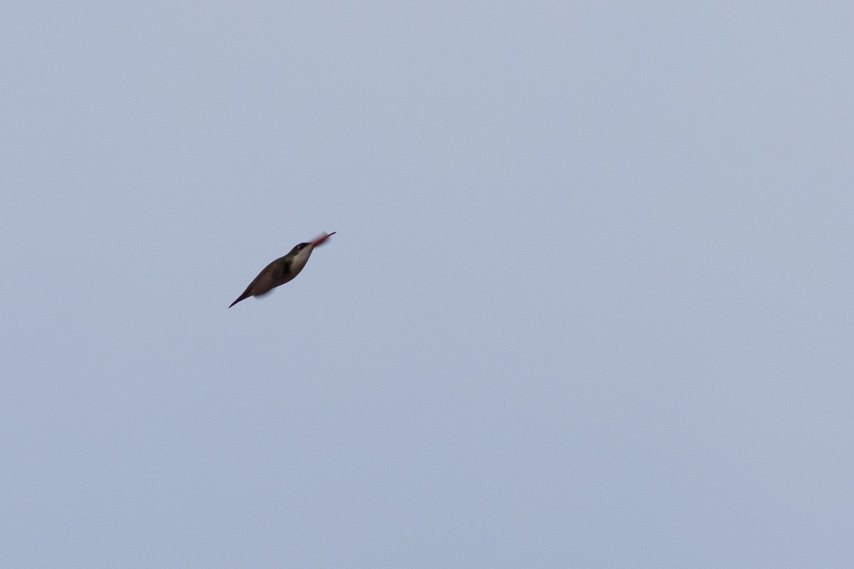 Green-fronted Hummingbird - ML555237241