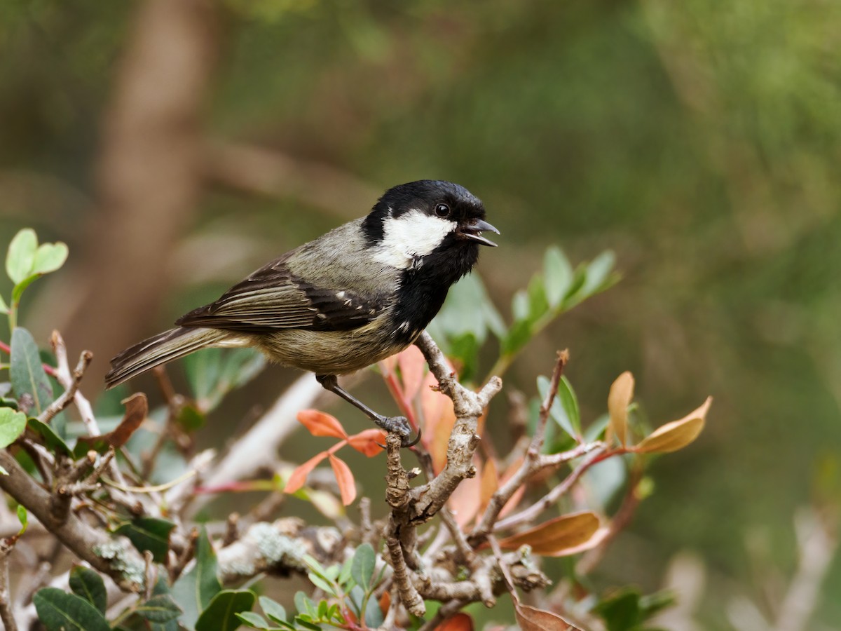 Coal Tit (Atlas) - Nick Athanas