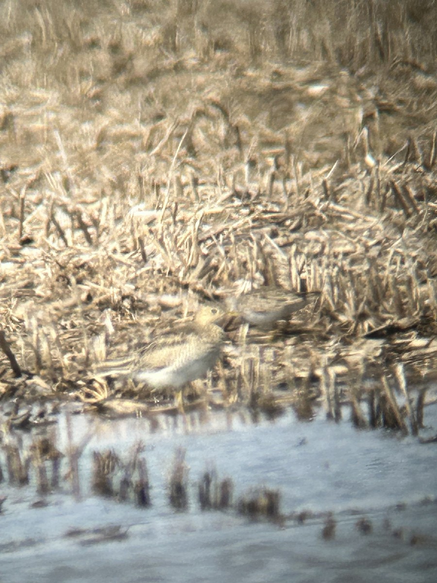 Upland Sandpiper - ML555237651