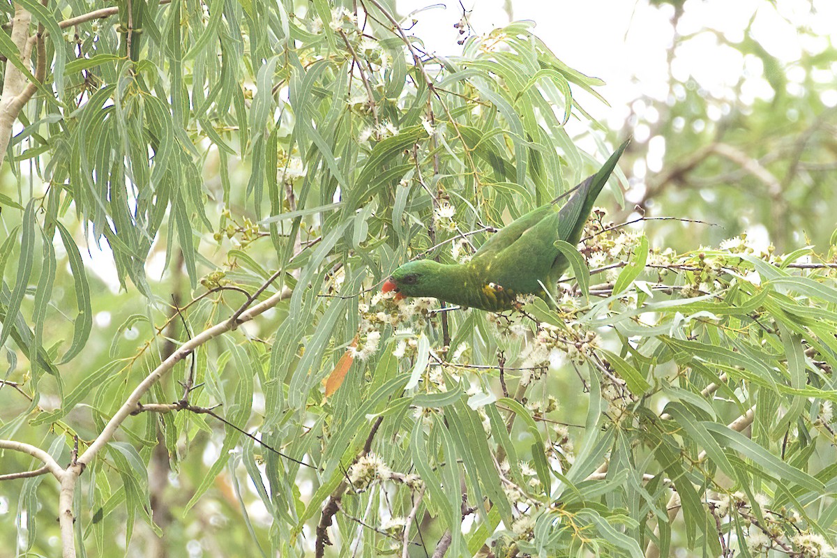 Scaly-breasted Lorikeet - ML555238131